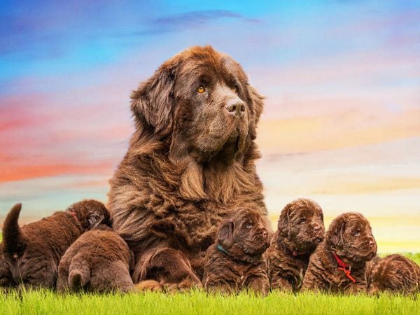 CALVENDO Puzzle Ein Motiv aus dem Kalender Neufundländer - Bilder aus der Kinderstube | 1000 Teile Lege-Größe 64x48cm Foto-Puzzle für glückliche Stunden