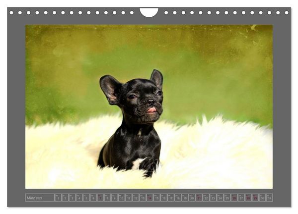 Produktbild: Franz&ouml;sische Bulldoggen (Wandkalender 2027 DIN A4 quer), CALVENDO Monatskalender