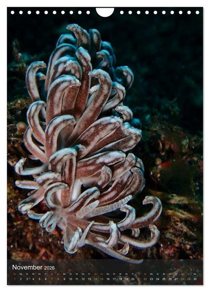 Produktbild: Nudibranches Meeresnacktschnecken aus Nord-Sulawesi (Wandkalender 2026 DIN A4 hoch), CALVENDO Monatskalender