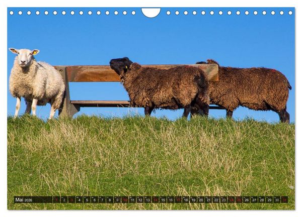 Produktbild: Pellworm 2026 (Wandkalender 2026 DIN A4 quer), CALVENDO Monatskalender