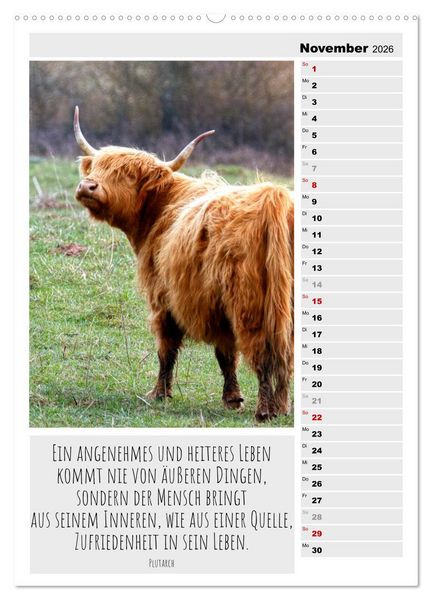 Produktbild: Coole Rindviecher (hochwertiger Premium Wandkalender 2026 DIN A2 hoch), Kunstdruck in Hochglanz