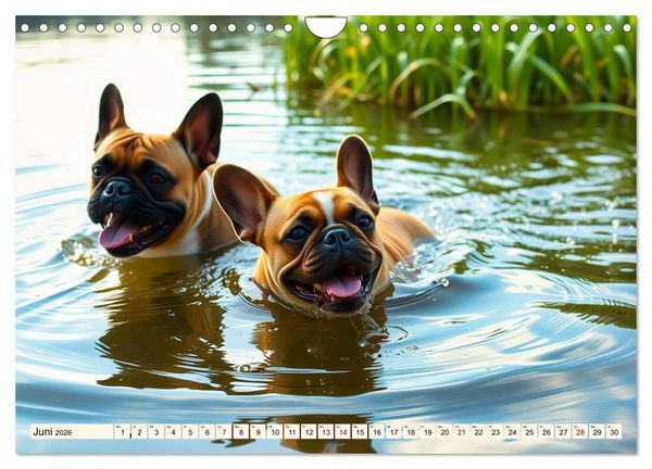 Produktbild: Frenchies in Spiellaune (Wandkalender 2026 DIN A4 quer), CALVENDO Monatskalender