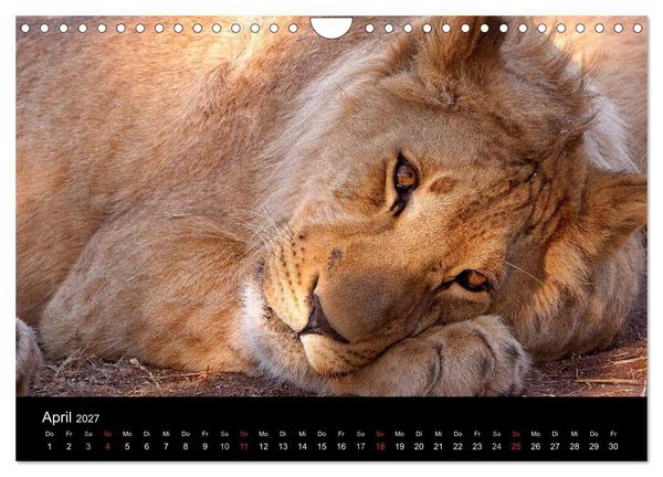 Produktbild: Afrikas Raubkatzen (Wandkalender 2027 DIN A4 quer), CALVENDO Monatskalender