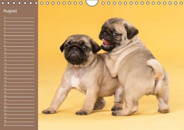 Produktbild: Ein Mops f&uuml;rs Herz (Wandkalender immerw&auml;hrend DIN A4 quer)