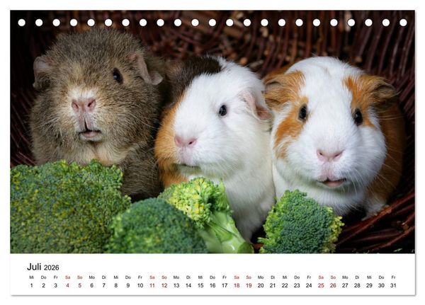 Produktbild: Unsere Meerschweinchen (Tischkalender 2026 DIN A5 quer), CALVENDO Monatskalender