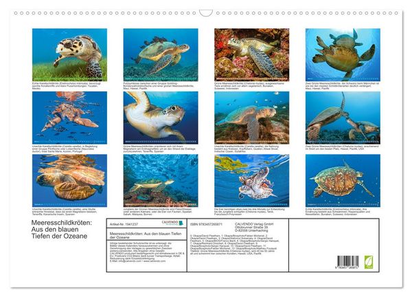 Produktbild: Meeresschildkr&ouml;ten: Aus den blauen Tiefen der Ozeane (Wandkalender 2026 DIN A2 quer), CALVENDO Monatskalender