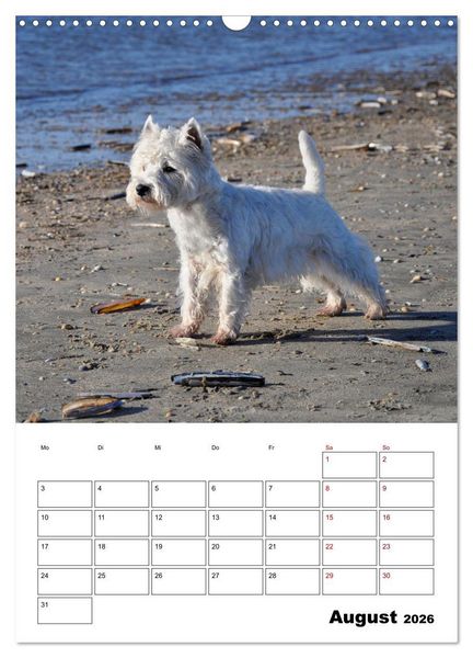 Produktbild: West Highland White Terrier - Herzensbrecher auf vier Pfoten (Wandkalender 2026 DIN A3 hoch), CALVENDO Monatskalender