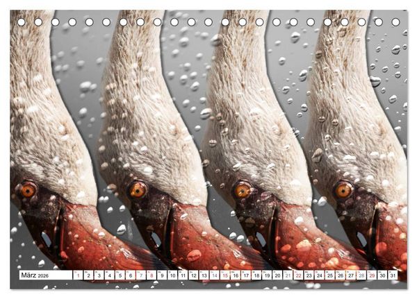 Produktbild: Emotionale Momente: African Dreams (Tischkalender 2026 DIN A5 quer), CALVENDO Monatskalender
