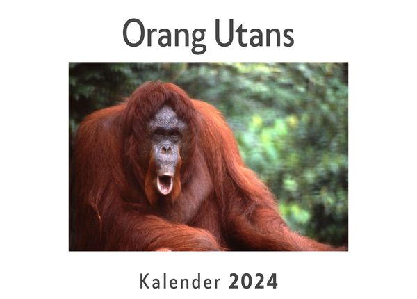 Produktbild: Orang Utans (Wandkalender 2024, Kalender DIN A4 quer, Monatskalender im Querformat mit Kalendarium, Das perfekte Geschenk)