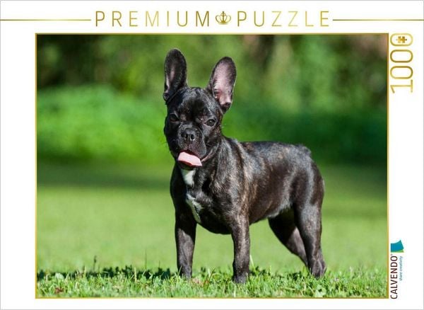 CALVENDO Puzzle Französische Bulldogge Welpe auf der Wiese | 1000 Teile Lege-Größe 64x48cm Foto-Puzzle für glückliche Stunden