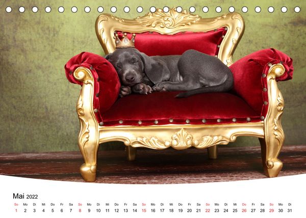 Produktbild: S&uuml;&szlig;e Tr&auml;ume 2022 - schlafende Hundewelpen (Tischkalender 2022 DIN A5 quer)