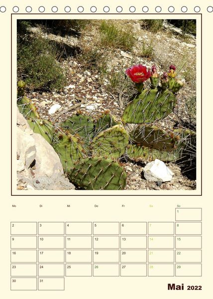 Produktbild: Wilde Kakteen Amerikas (Tischkalender 2022 DIN A5 hoch)