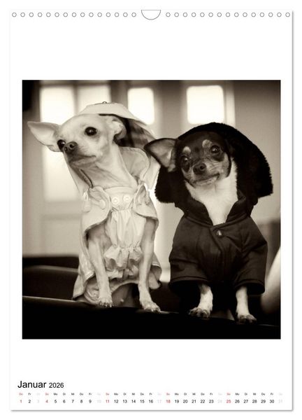 Produktbild: CHIHUAHUA CHIC Photos Marion Koell (Wandkalender 2026 DIN A3 hoch), CALVENDO Monatskalender