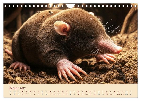 Produktbild: Im Reich der Tunnelbauer - Maulw&uuml;rfe und Nacktmulle, Leben im Verborgenen (Wandkalender 2027 DIN A4 quer), CALVENDO Monatskalender