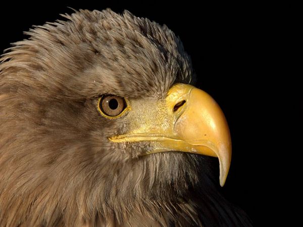 Produktbild: CALVENDO Puzzle Greifv&ouml;gel - Seeadler | 1000 Teile Lege-Gr&ouml;&szlig;e 64x48cm Foto-Puzzle f&uuml;r gl&uuml;ckliche Stunden