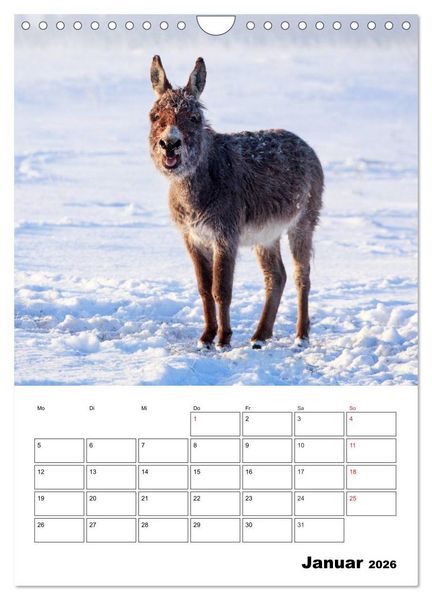 Produktbild: S&uuml;&szlig;e Esel. Langohren zum Verlieben (Wandkalender 2026 DIN A4 hoch), CALVENDO Monatskalender