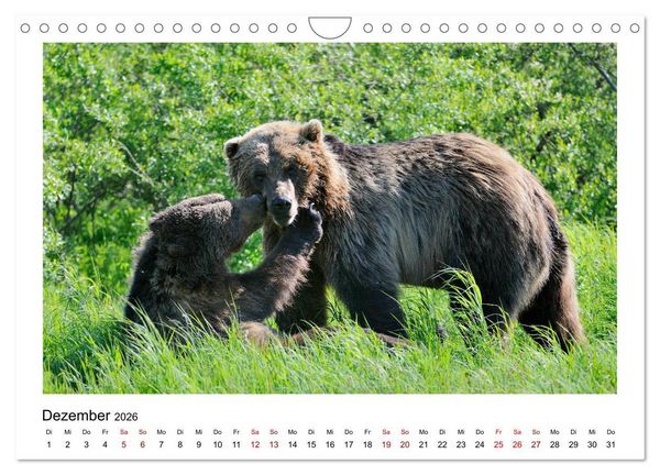 Produktbild: Braunb&auml;ren in Alaska (Wandkalender 2026 DIN A4 quer), CALVENDO Monatskalender