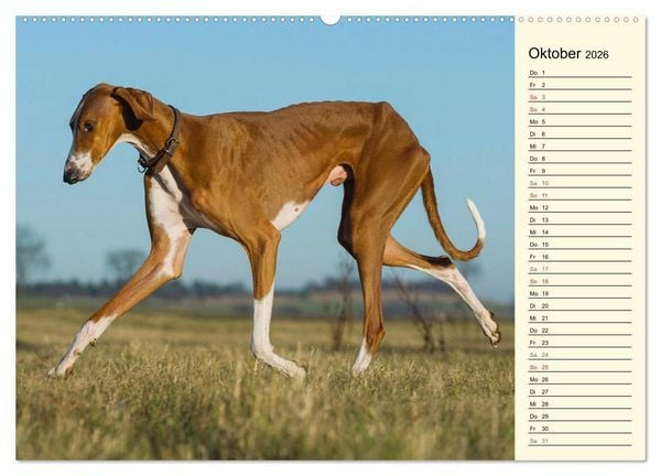 Produktbild: Windhund der W&uuml;ste - Der Azawakh (Wandkalender 2026 DIN A2 quer), CALVENDO Monatskalender