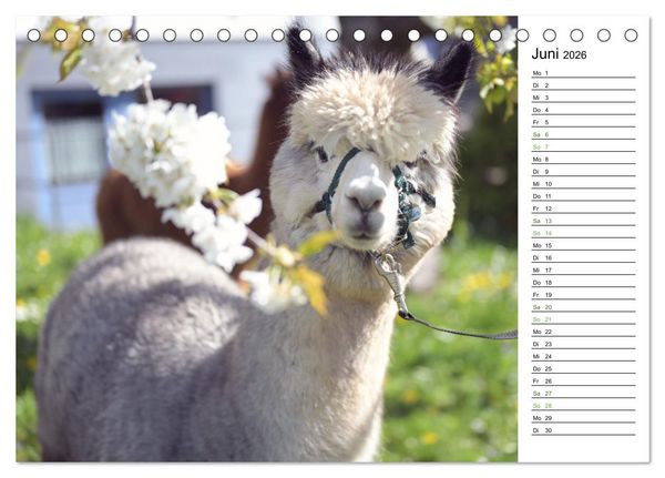 Produktbild: Alpakas im Paradies (Tischkalender 2026 DIN A5 quer), CALVENDO Monatskalender