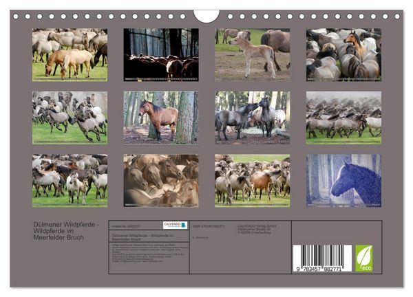 Produktbild: D&uuml;lmener Wildpferde - Wildpferde im Meerfelder Bruch (Wandkalender 2026 DIN A4 quer), CALVENDO Monatskalender