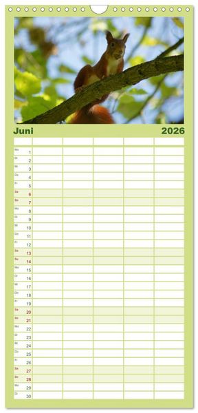 Produktbild: Familienplaner 2026 - Das heimliche Leben der Eichh&ouml;rnchen mit 5 Spalten (Wandkalender, 21 x 45 cm) CALVENDO