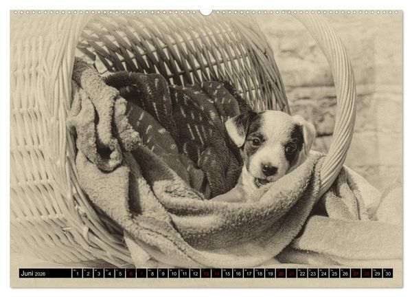 Produktbild: Parson Jack Russel Welpen (Wandkalender 2026 DIN A2 quer), CALVENDO Monatskalender