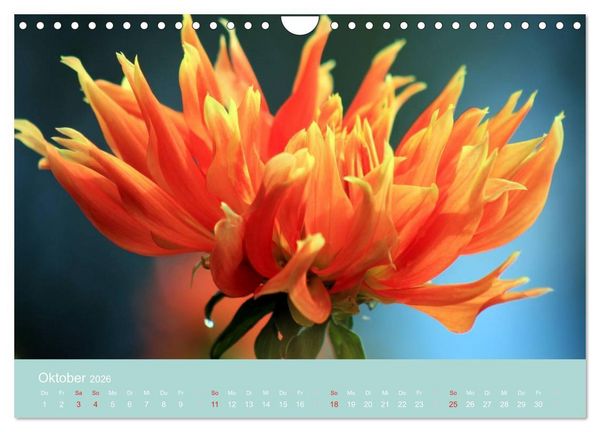 Produktbild: Dahlien (Wandkalender 2026 DIN A4 quer), CALVENDO Monatskalender