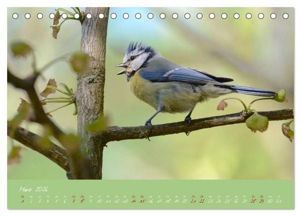 Produktbild: Die Blaumeise, Gast in unserem Garten (Tischkalender 2026 DIN A5 quer), CALVENDO Monatskalender