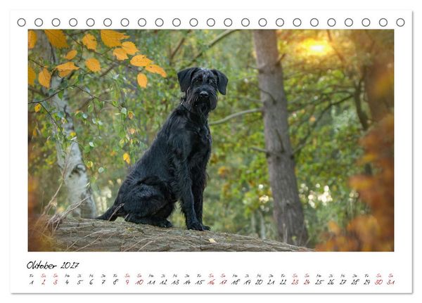 Produktbild: Riesenschnauzer - Herz auf vier Pfoten (Tischkalender 2027 DIN A5 quer), CALVENDO Monatskalender