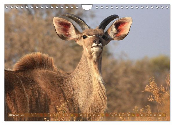 Produktbild: Wildtierparadies Afrika - Eine Foto-Reise durch die Savannen (Wandkalender 2026 DIN A4 quer), CALVENDO Monatskalender