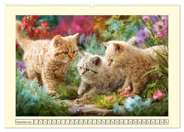 Produktbild: Selkirk Rex Katzen. Lockenzauber im Blumengarten (hochwertiger Premium Wandkalender 2026 DIN A2 quer), Kunstdruck in Hochglanz