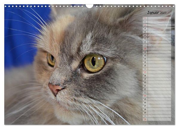 Produktbild: Katzen im Portr&auml;t / Geburtstagskalender (Wandkalender 2027 DIN A3 quer), CALVENDO Monatskalender