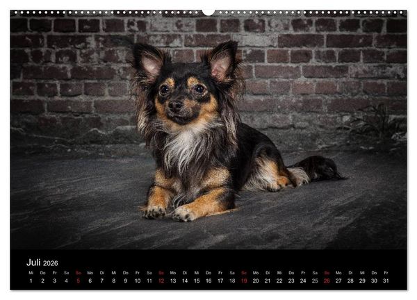 Produktbild: Urban Dogs - Hundekalender der anderen Art (Wandkalender 2026 DIN A2 quer), CALVENDO Monatskalender