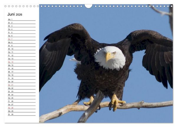 Produktbild: Wei&szlig;kopfseeadler. Symbol der Freiheit (Wandkalender 2026 DIN A3 quer), CALVENDO Monatskalender
