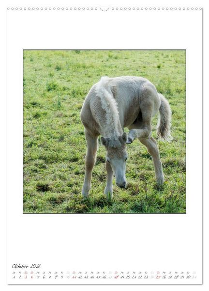 Produktbild: Nachwuchs bei den Islandpferden (hochwertiger Premium Wandkalender 2026 DIN A2 hoch), Kunstdruck in Hochglanz