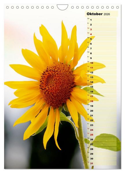 Produktbild: Leuchtende Sonnenblumen, sonnige Aussichten das ganze Jahr (Wandkalender 2026 DIN A4 hoch), CALVENDO Monatskalender