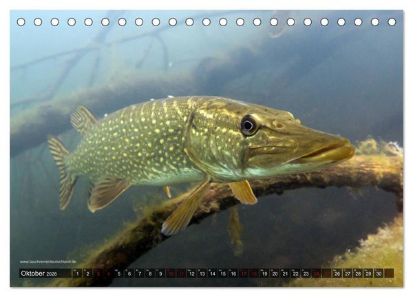 Produktbild: Tauchrevier Deutschland - Der Hecht (Esox lucius) (Tischkalender 2026 DIN A5 quer), CALVENDO Monatskalender