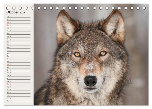 Produktbild: W&ouml;lfe. Verwegene Anmut (Tischkalender 2026 DIN A5 quer), CALVENDO Monatskalender