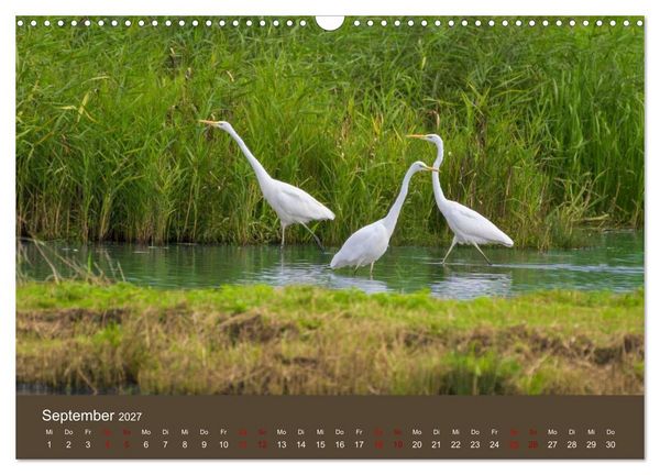 Produktbild: Reiher in der Elbmarsch (Wandkalender 2027 DIN A3 quer), CALVENDO Monatskalender