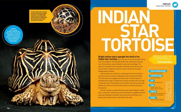 Produktbild: National Geographic Kids Ultimate Reptileopedia