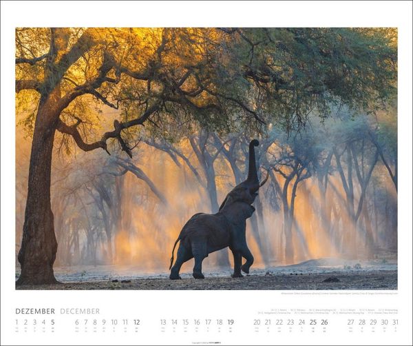 Produktbild: Elefanten Kalender 2027