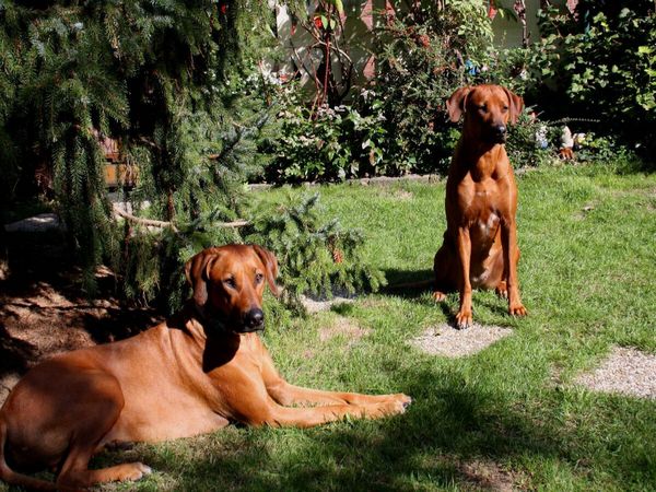 Produktbild: CALVENDO Puzzle Rhodesian Ridgeback H&uuml;ndinnen | 1000 Teile Lege-Gr&ouml;&szlig;e 64x48cm Foto-Puzzle f&uuml;r gl&uuml;ckliche Stunden