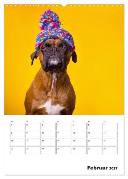 Produktbild: colorful world of boxer 2027 (Wandkalender 2027 DIN A2 hoch), CALVENDO Monatskalender