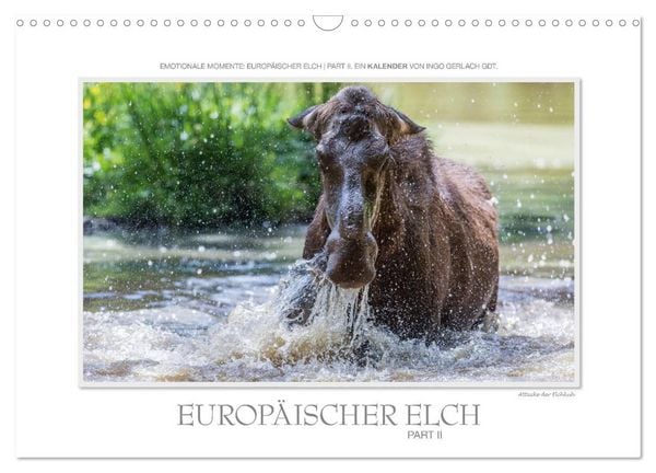 Produktbild: Emotionale Momente: Europ&auml;ischer Elch Part II (Wandkalender 2026 DIN A3 quer), CALVENDO Monatskalender