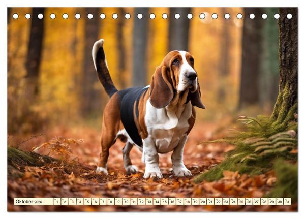 Produktbild: Basset Hound - unverkennbar (Tischkalender 2026 DIN A5 quer), CALVENDO Monatskalender