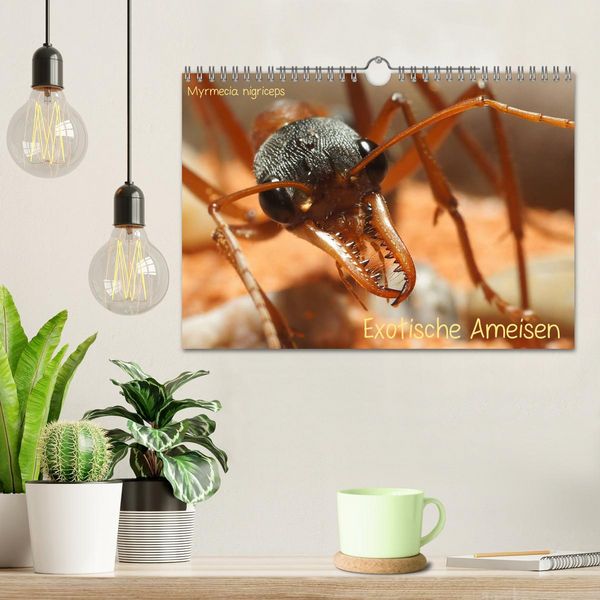 Produktbild: Exotische Ameisen (Wandkalender 2026 DIN A4 quer), CALVENDO Monatskalender