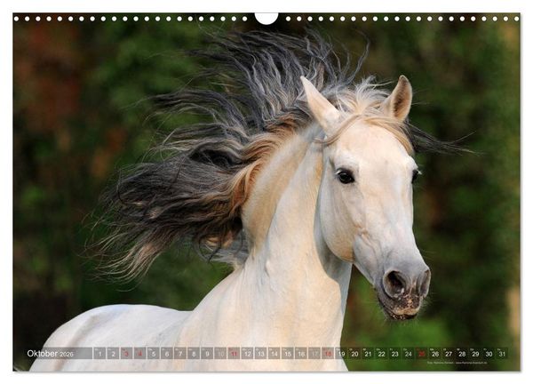 Produktbild: Edle spanische Pferde - Pura Raza Espanola (Wandkalender 2026 DIN A3 quer), CALVENDO Monatskalender