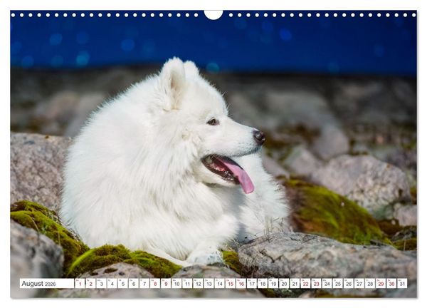 Produktbild: Der Samojede - Sch&ouml;nheit des Nordens (Wandkalender 2026 DIN A3 quer), CALVENDO Monatskalender