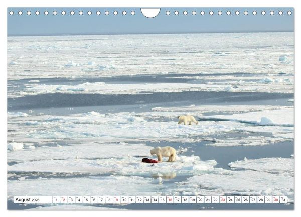 Produktbild: Eisb&auml;ren - K&ouml;nige der Arktis (Wandkalender 2026 DIN A4 quer), CALVENDO Monatskalender