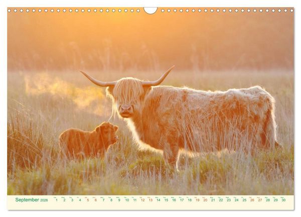 Produktbild: The Hairy Cow Calendar (Wall Calendar 2026 DIN A3 landscape), CALVENDO 12 Month Wall Calendar